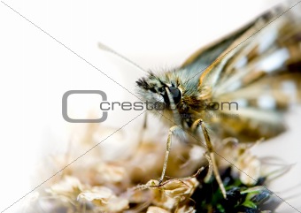 macro insect