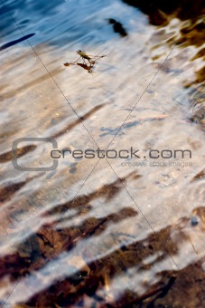 insect on water