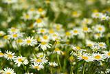 camomile flowers