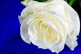  white rose