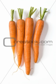 Fresh carrots on white