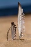 Seagull feather in beach
