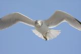 Gull In Flight