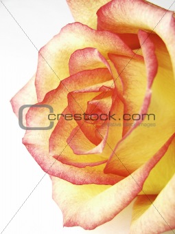 Red tipped yellow rose