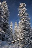 Winter wilderness