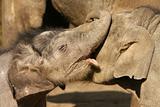 Two baby elephants playing