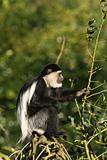 Colobus monkey in a tree