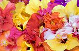 Tropical flowers - Hibiscus  and Bougainvillea