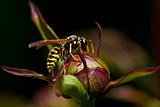 Wasp drinking nectar from the flower bud