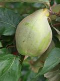  Ripening Quince