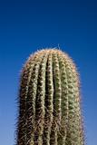 Cactus Joshua Tree NP USA 