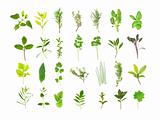 Large Herb Leaf Selection