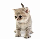 The kitten on a white background