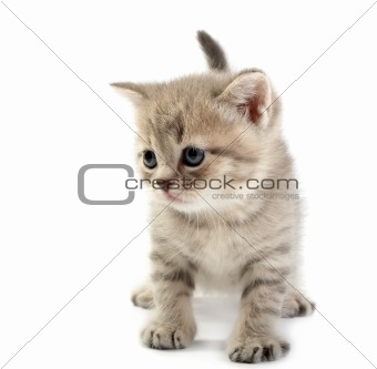 The kitten on a white background