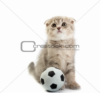 Kitten and a football on a white background