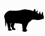 Black rhino