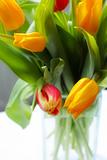 Tulips in the glass vase