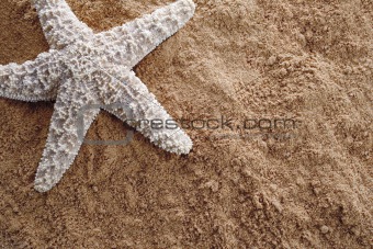 Sstarfish on sand