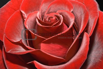 Magnificent red rose