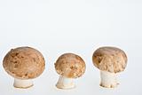 group of mushrooms isolated on white background