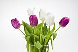 white and purple tulips in a glass vase