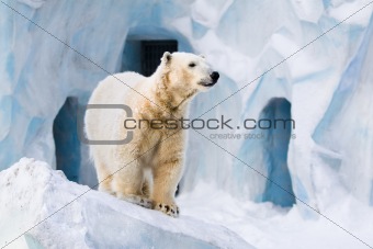 Polar bear in Zoo