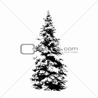Pine tree, vector illustration for your design