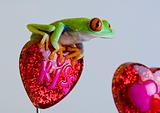 Frog on heart
