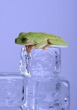 Frog on ice cube