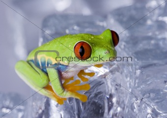 Frog on ice cube
