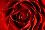 Red Rose close-up macro