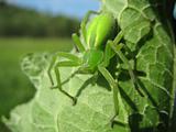 Green spider (Micrommata virescens)