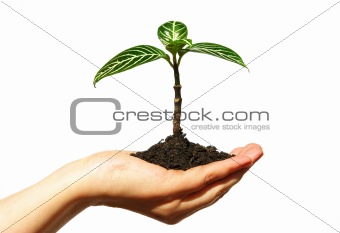 plant in  hand 