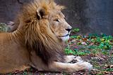 African Male Lion