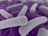 major bacteria