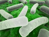 major bacteria