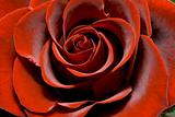 Magnificent red rose