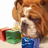 bulldog with presents