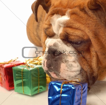 bulldog with presents