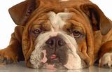 wrinkled english bulldog