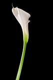 White calla lily on black