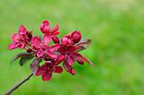 Burgundy crabapple blossoms