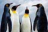 4 King Penguins
