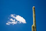 Saguaro National Park Arizona 