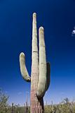 Saguaro National Park Arizona 