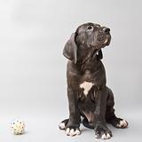 Puppy of a German mastiff