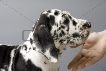 Puppy of a German mastiff
