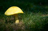 Mushroom in Sunshine