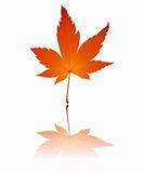 Fall leaf illustration