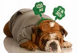 St. Patricks Day dog